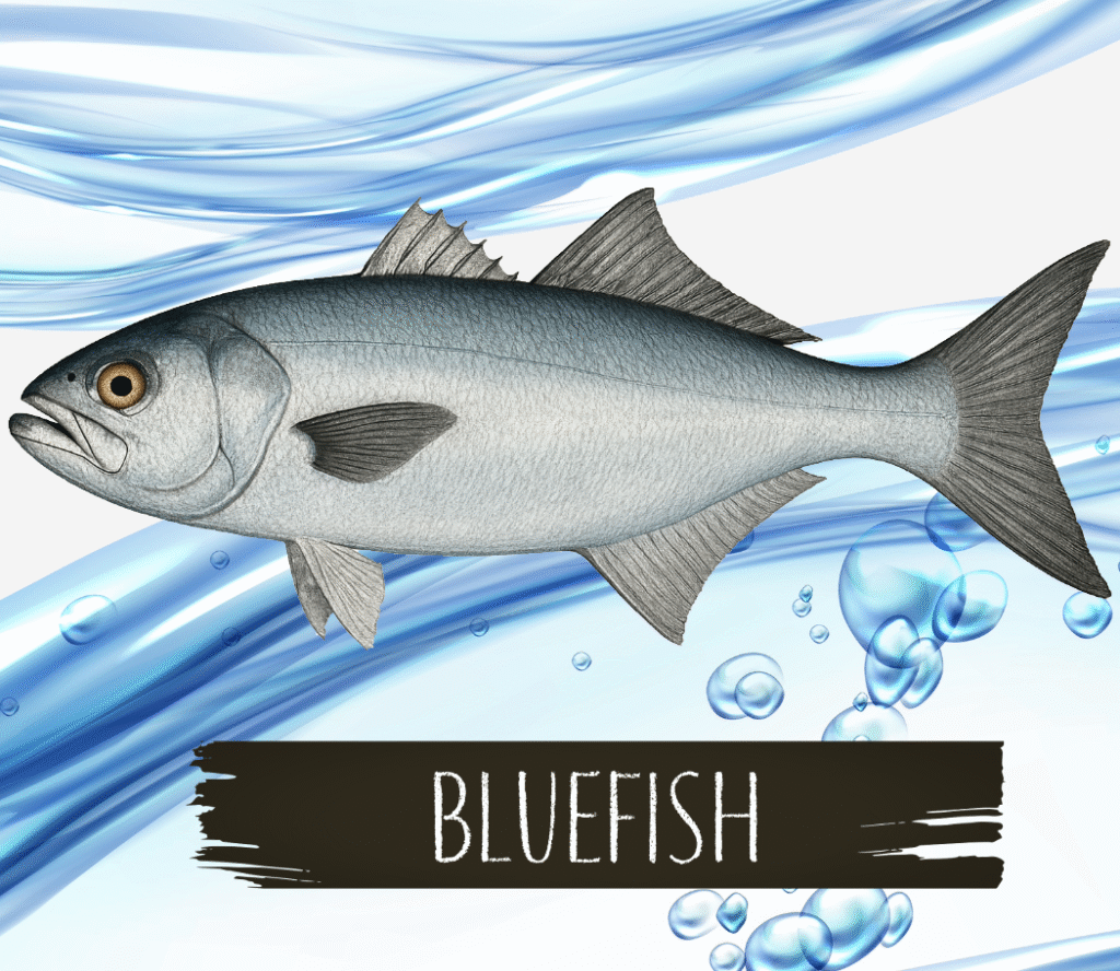 Blue Fish