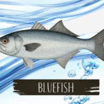 bluefish post